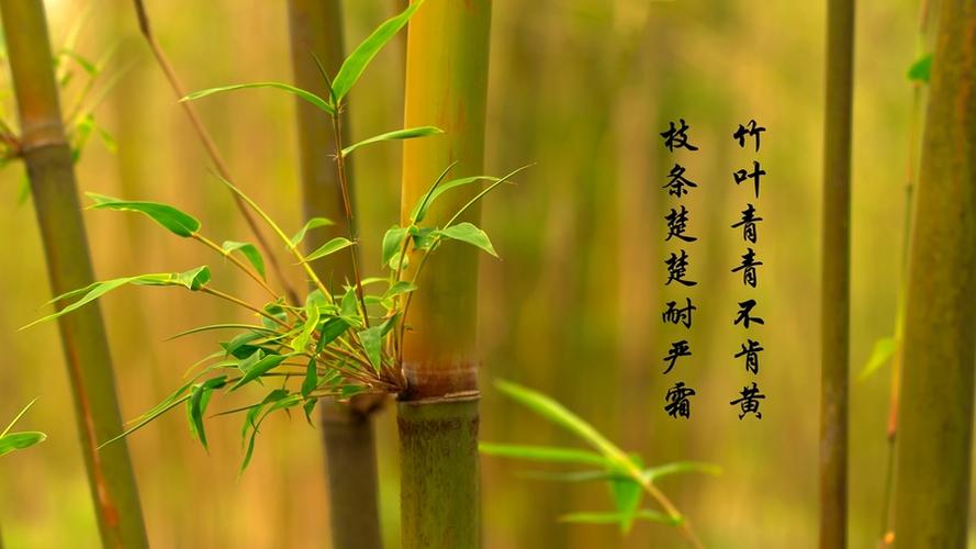 【颂竹摄影图片】生态摄影