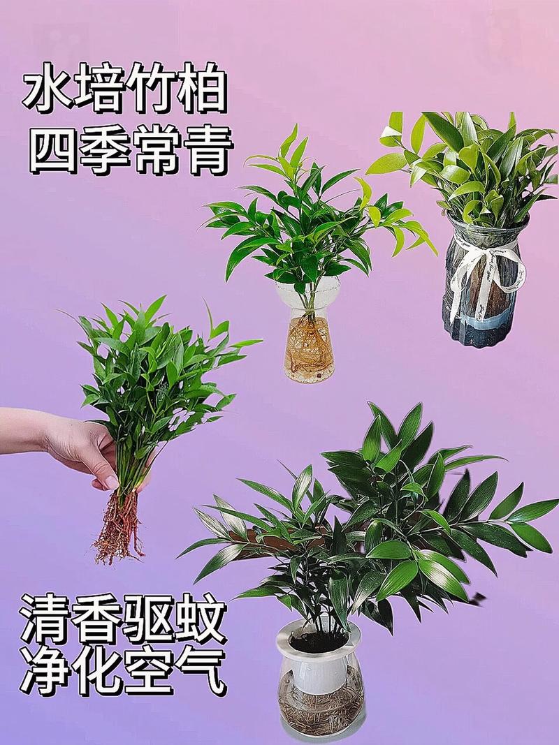 竹柏盆栽水培新宠.竹柏又叫驱蚊竹,放在客厅卧室能散发出淡淡的
